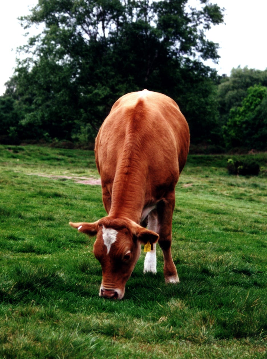 cow_553610507_o.jpg