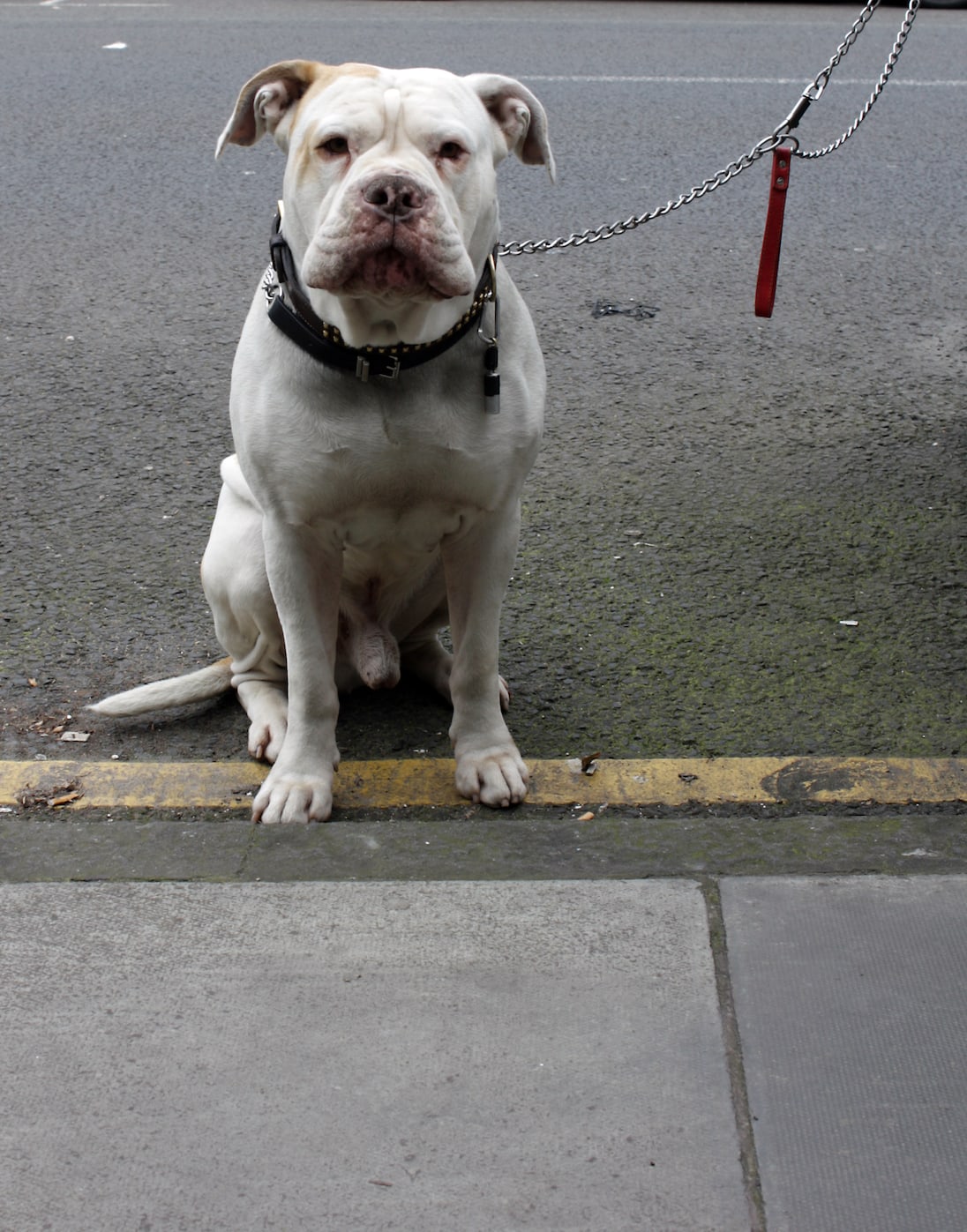 dog-chained-to-a-bin-not-pictured-edinburgh_19354065813_o.jpg